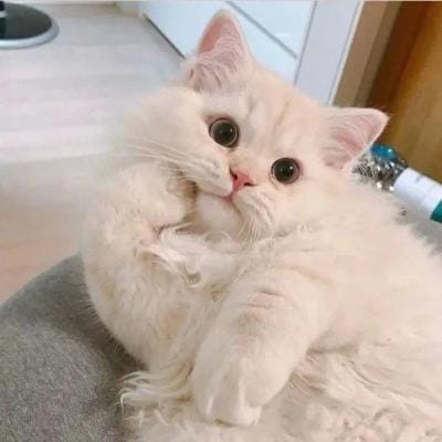 Dewi Lestari avatar